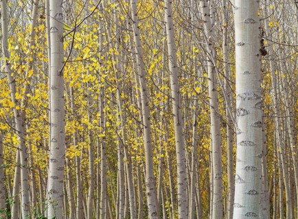 Yellow aspens