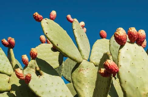 Prickly pear