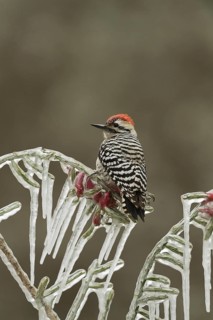 Ladder-backed Woodpecker