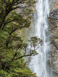 Branch of a tree in front of waterfall