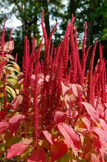 Red flowers and red leaves