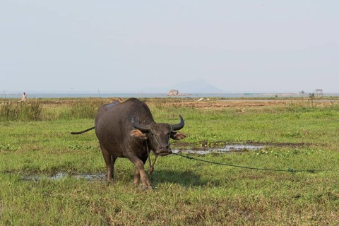 Water buffalo