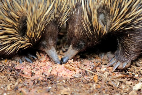 Short-beaked echidna
