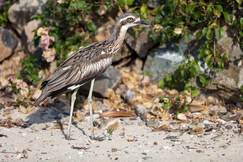 Bush stone-curlews