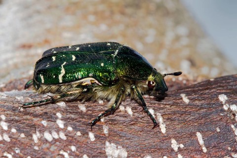 Rose chafer