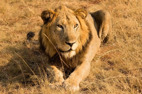 Lion