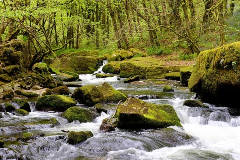 Golitha Falls