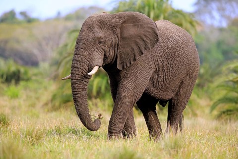African Elephant