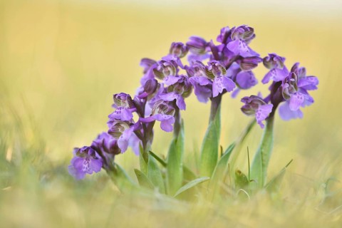 Green-winged orchid