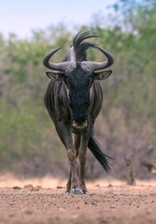 Blue wildebeest