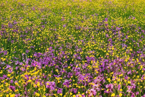 Sea of blossoms