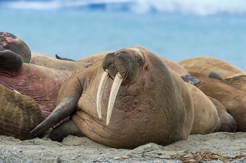 Walrus