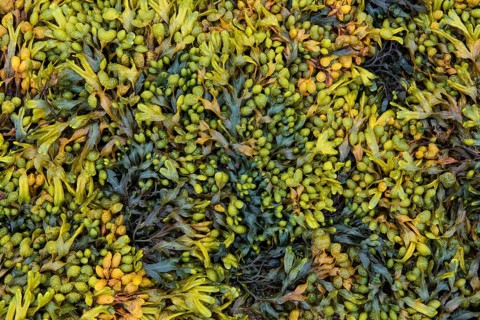 Various marine algae