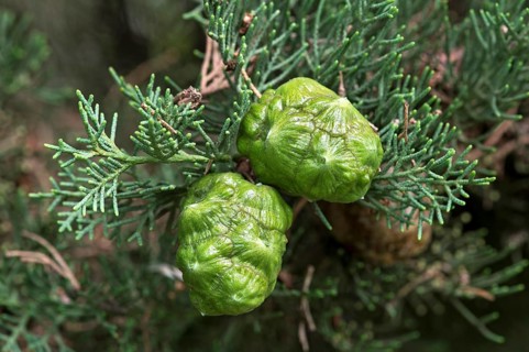 Young cones