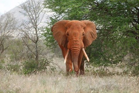 African bush elephant