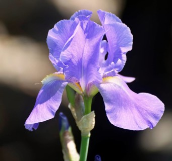 Dalmatian iris