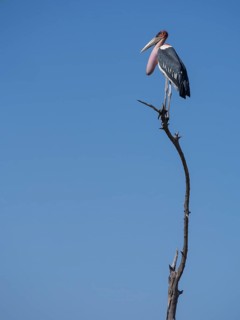 Marabou stork