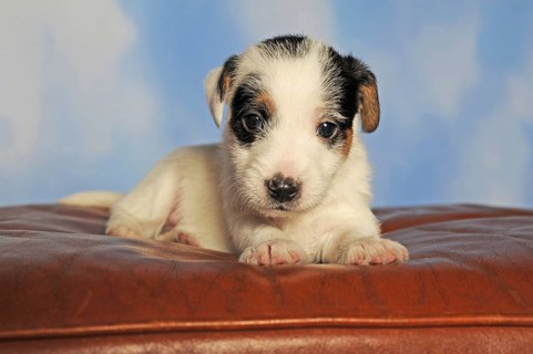 Parson Russell Terrier sitting on leather cushion