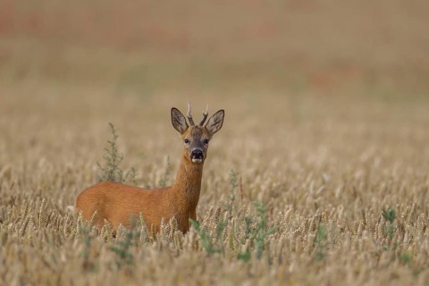 Roe deer
