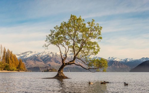 Single tree standing in water