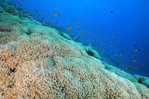 School of fish