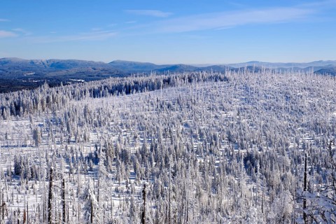 Forest regeneration