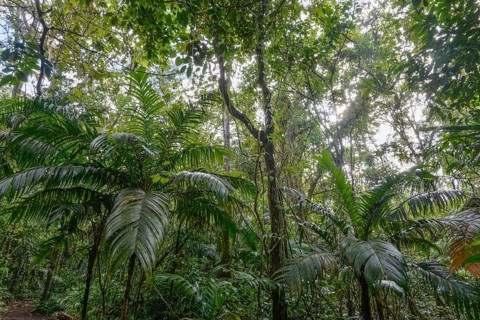Dense rainforest