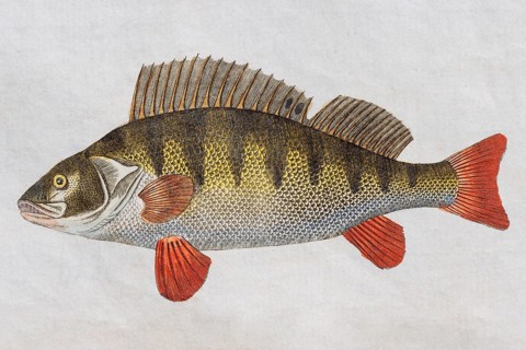 Perch