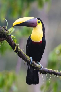 Black-mandibled toucan