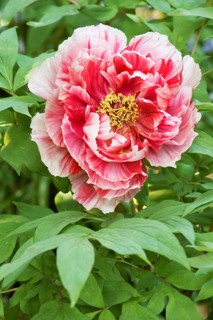 Tree peony