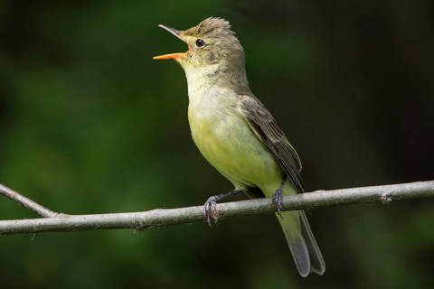 Icterine warbler