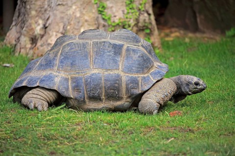 Aldabra Giant Tortoise