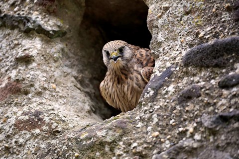 Common kestrel