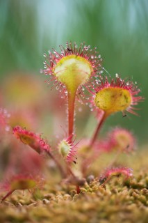 Common sundew