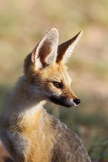 Cape Fox