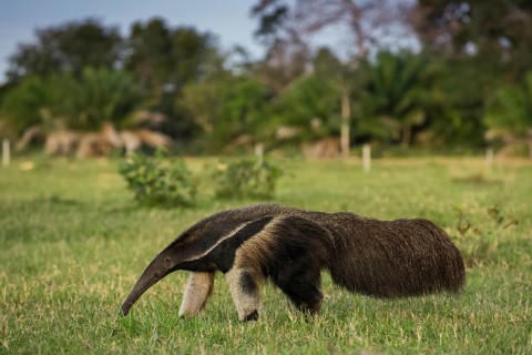 Giant anteater