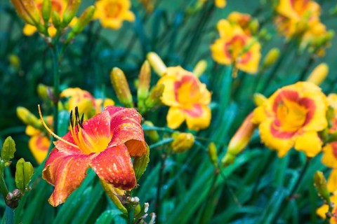Close-up of red and orange Hemerocallis Veronique