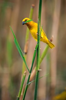 Eastern Golden Weaver