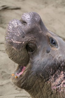 Northern Elephant Seal