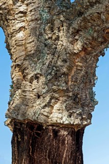 Strain of a partially shelled Cork oak