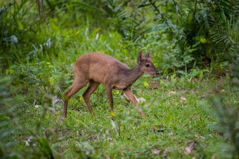 Red brocket