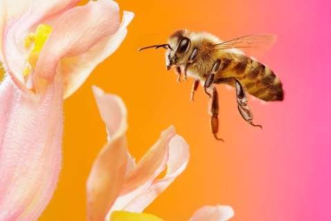 Honey bee