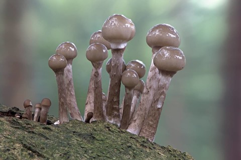 Young porcelain fungi