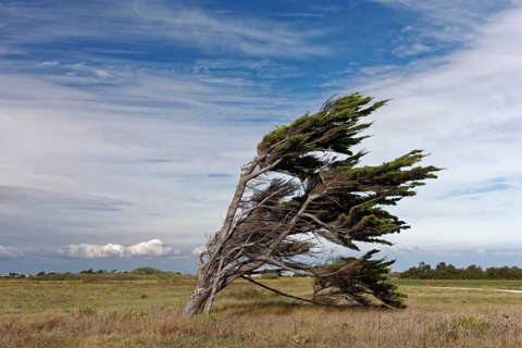 Single windbroken tree, Ile d'Oléron