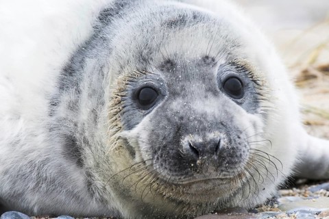 Grey seal