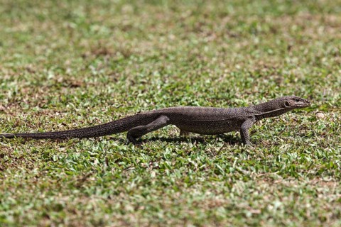 Bengal or common Indian monitor