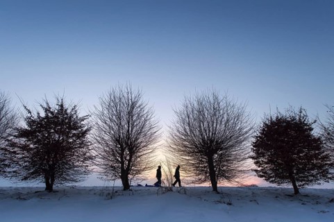 Row of trees during dusk in winter
