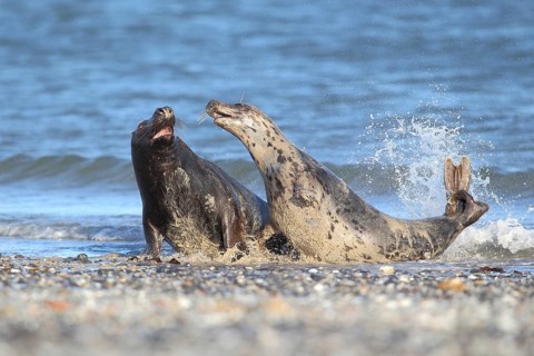 Grey Seals