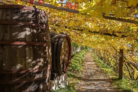 Hiking trail among vines
