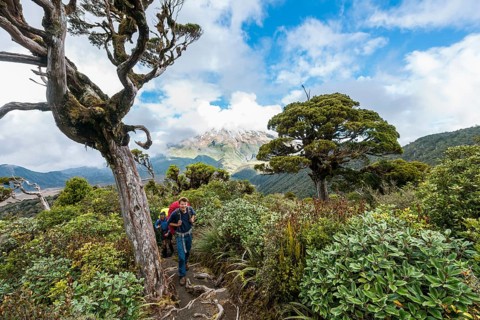 Hiker on hiking trail through forest